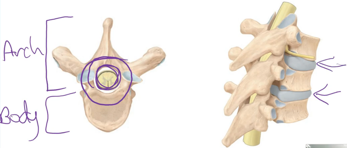 <p>Two main parts:</p><ol><li><p><strong>Vertebral body</strong> (blue in diagram) - weight-bearing portion</p></li><li><p><strong>Vertebral arch</strong> - forms the <strong>vertebral foramen</strong> (central hole) for the spinal cord</p></li></ol><p>When vertebrae stack:</p><ul><li><p>The <strong>vertebral foramina align</strong>, forming the <strong>vertebral canal </strong>where the<strong> spinal cord</strong> passes</p></li></ul><p></p>