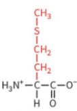 <ul><li><p>nonpolar side chain </p></li><li><p>hydrophobic</p></li><li><p>no H-bond</p></li></ul><p></p>