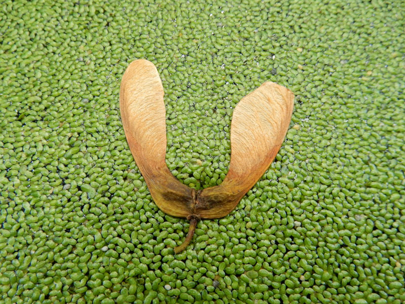 <p>What is the dispersal method of this?</p>