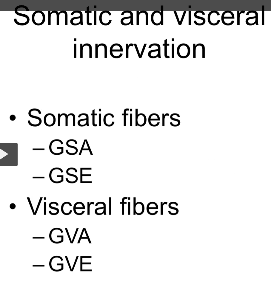 <p>now you can think about where these fibers are entering or exiting the spinal cord.</p><p>afferent fibers are sensory fibers and efferent fibers are motor fibers. </p>