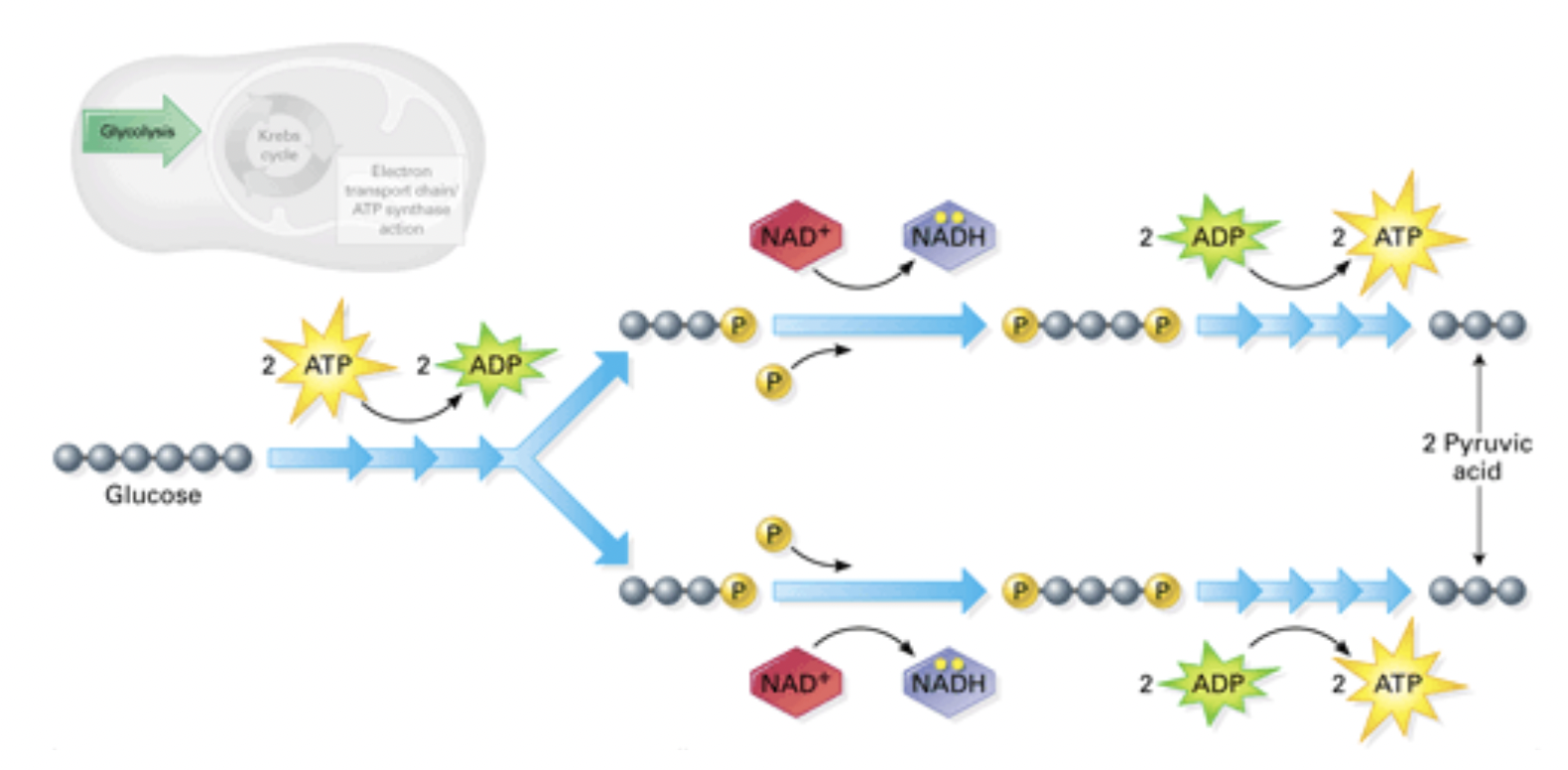 Input: Glucose, ATP, ADP     Output: NADH, ATP, Pyruvic Acid