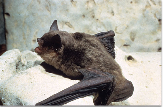 <p>7 - 16 g, Grey dorsal pelage that maybe russet in the summer. Forearm 40-46mm. Plagiopatagium attaches at ankle.</p>