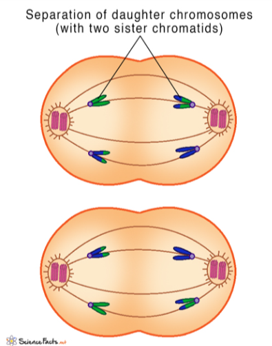 <p>proteins at the centromeres break down</p><p>sister chromatids separate and move towards opposite poles</p>