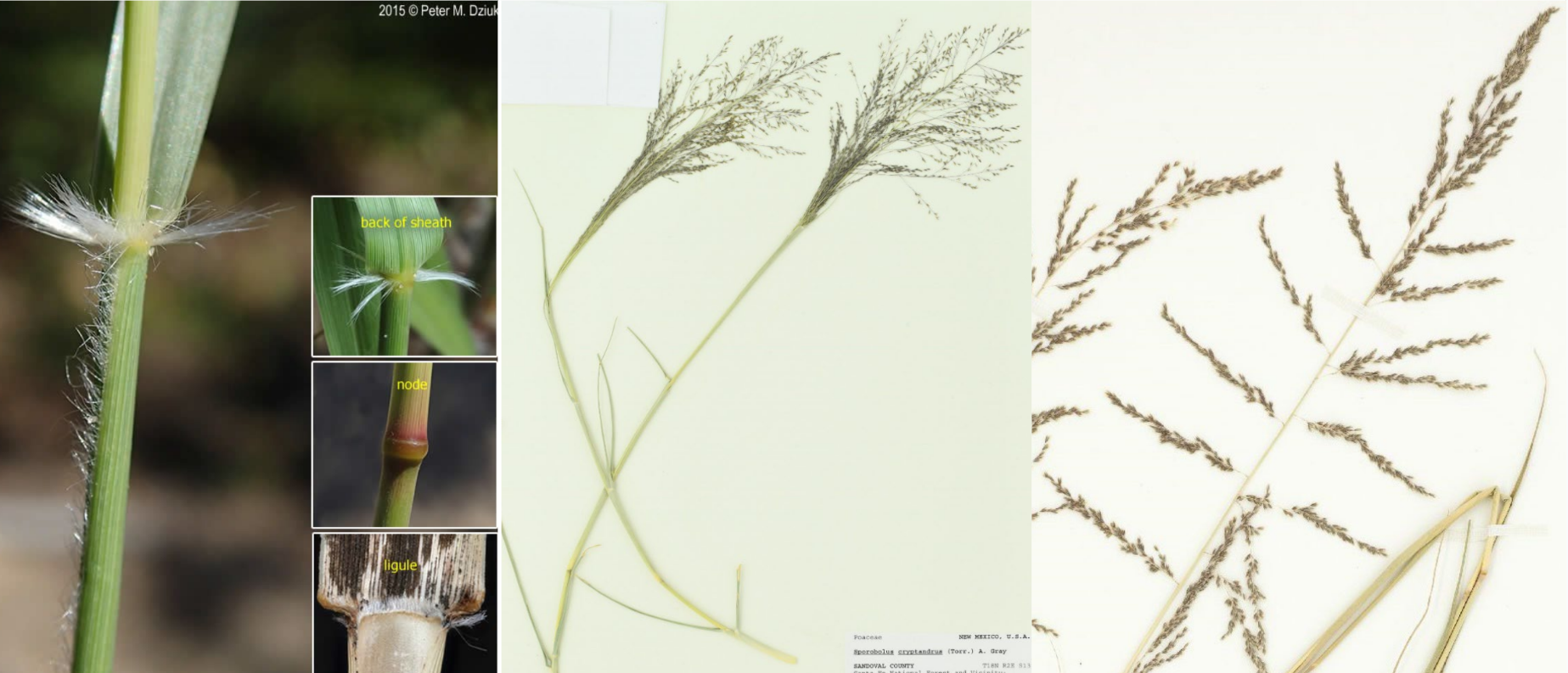 <p>Open panicle with alternating branches</p><p>Inflorescence often in sheath</p><p>Hairy collar</p><p>Tiny spikelets</p>