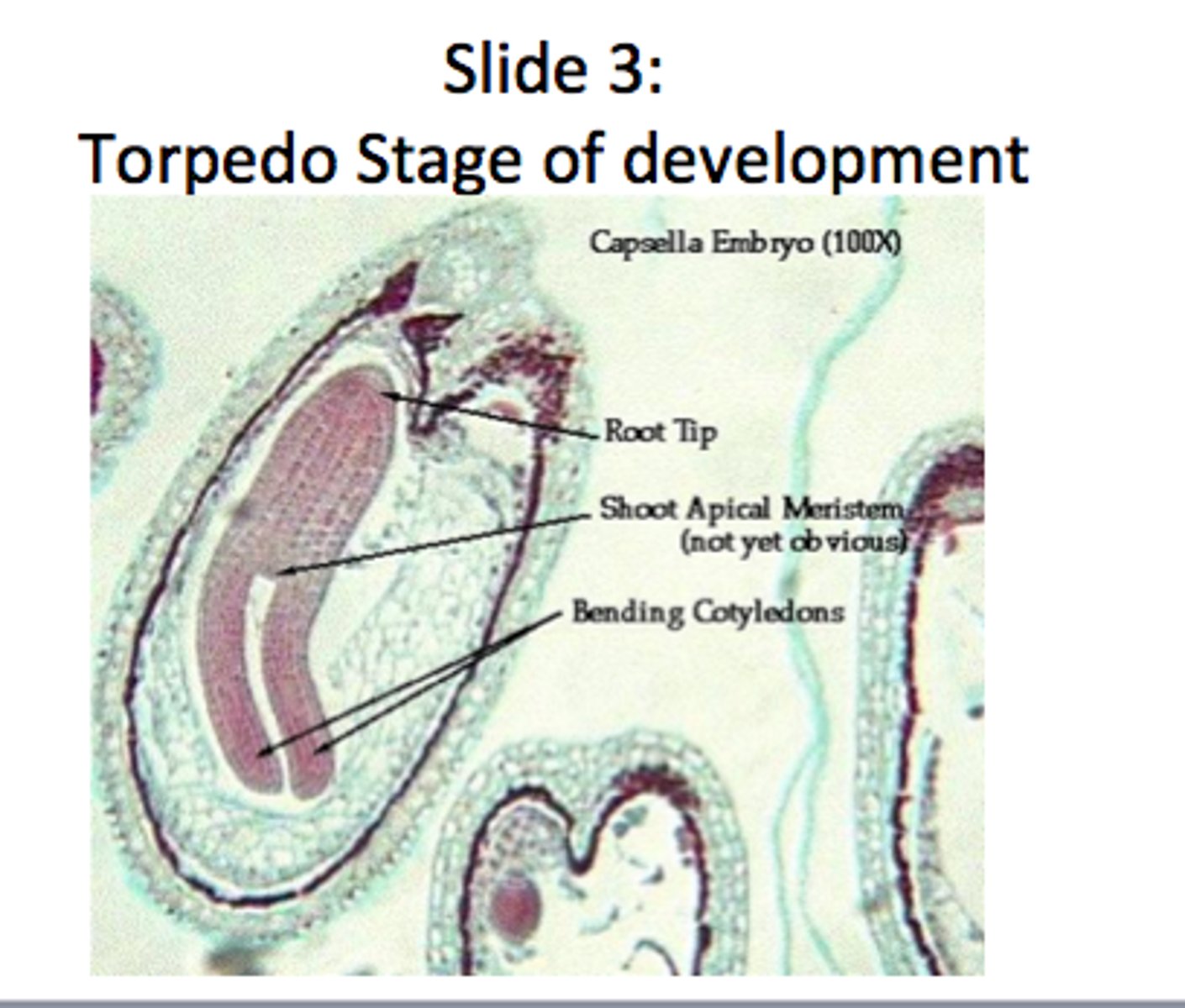 <p>development of root/shoot axis; suspensors die</p>