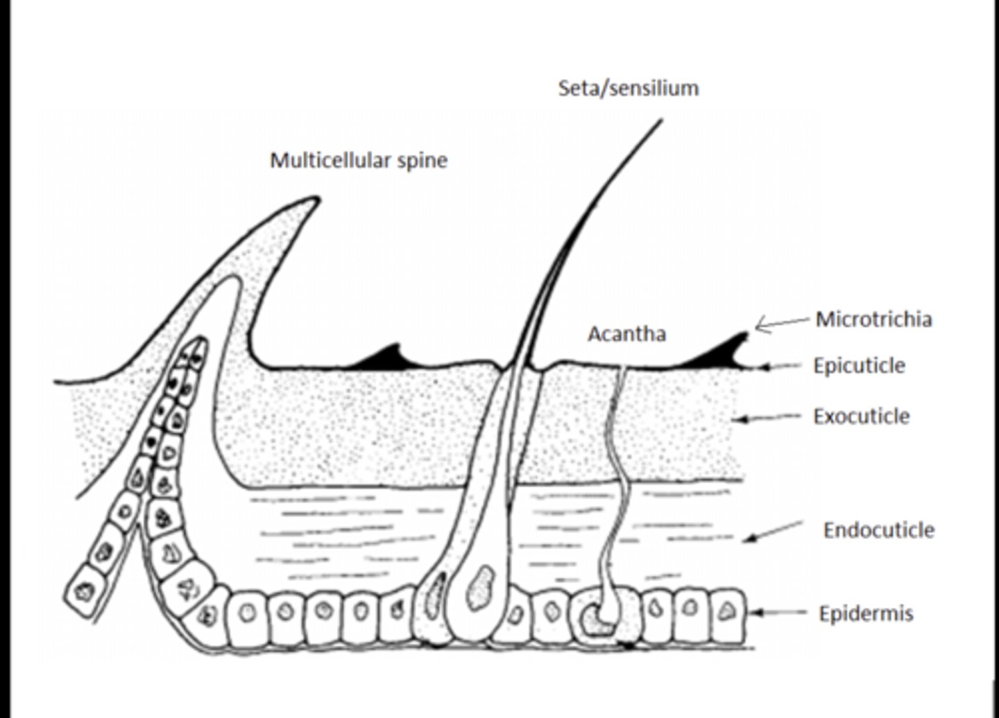 <p>Non-cellular outer layer secreted by the epidermis; includes the waxy epicuticle and the supportive procuticle.</p>