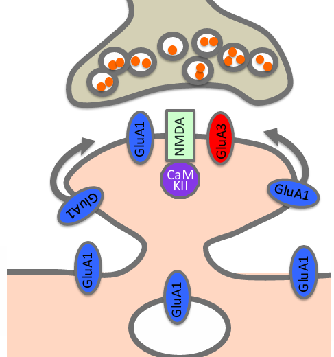 <ul><li><p>zijn overal aanwezig</p></li><li><p>zodra ltp, glutmaat aan NMDA + depol andere kant, CA2+ bindt mododing, zet CaMK2 in gang > bindt aan NMDA2B, synaps ruimte wordt groter » laterale diffusie van GluA1 in synaps!</p></li></ul><p></p>