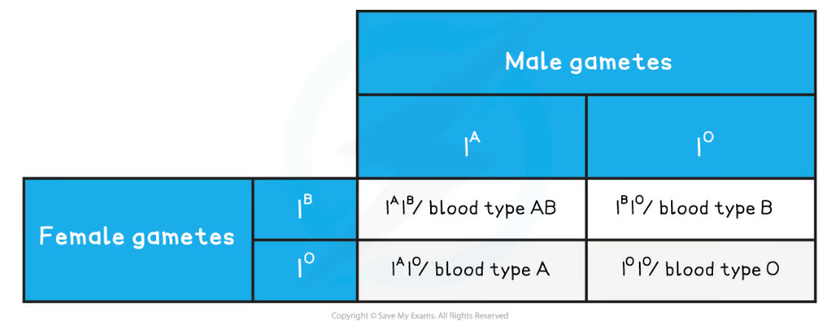 what is this punnett square an example of?