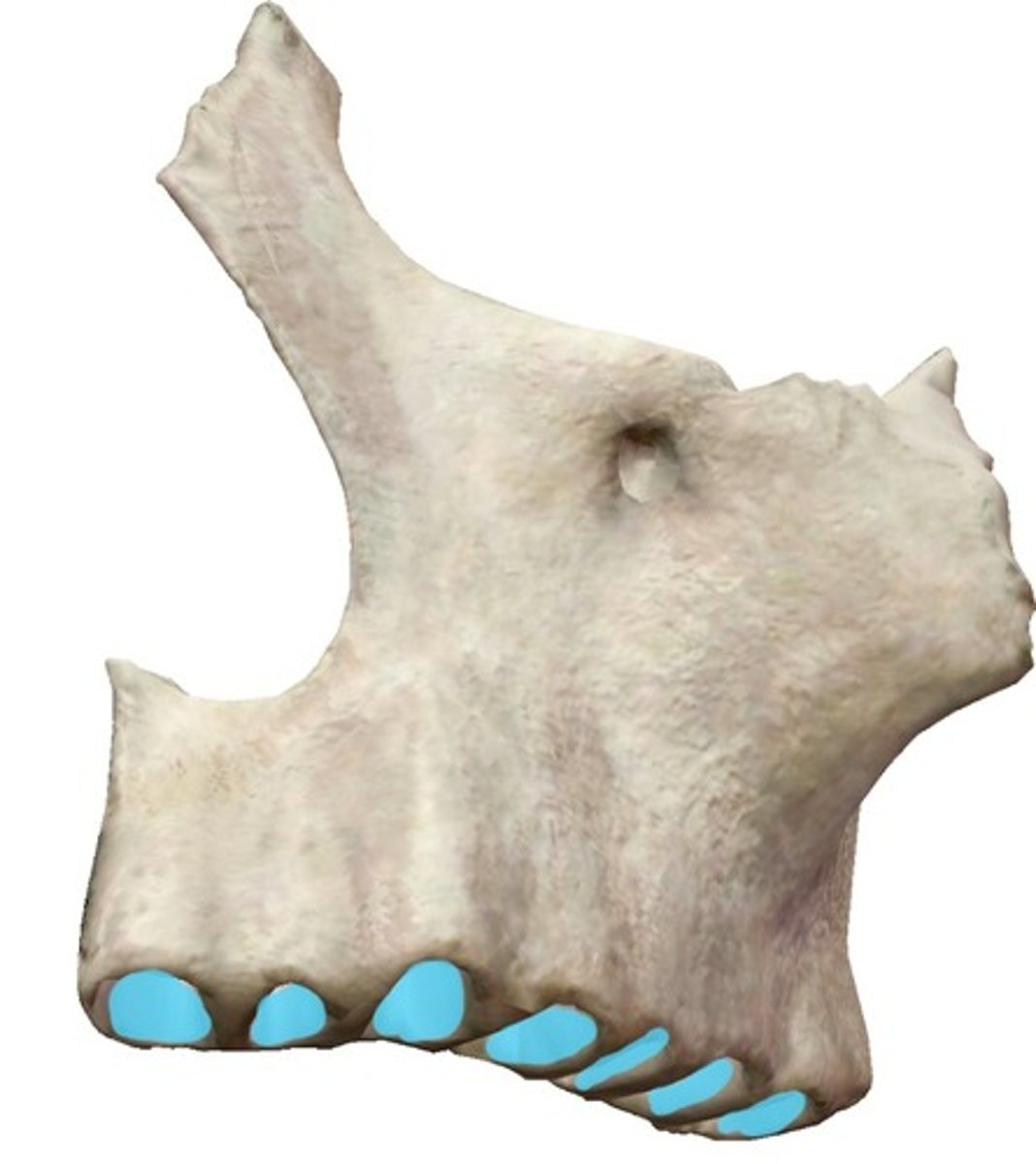 <p>for the tooth roots, cavities along the alveolar process</p>