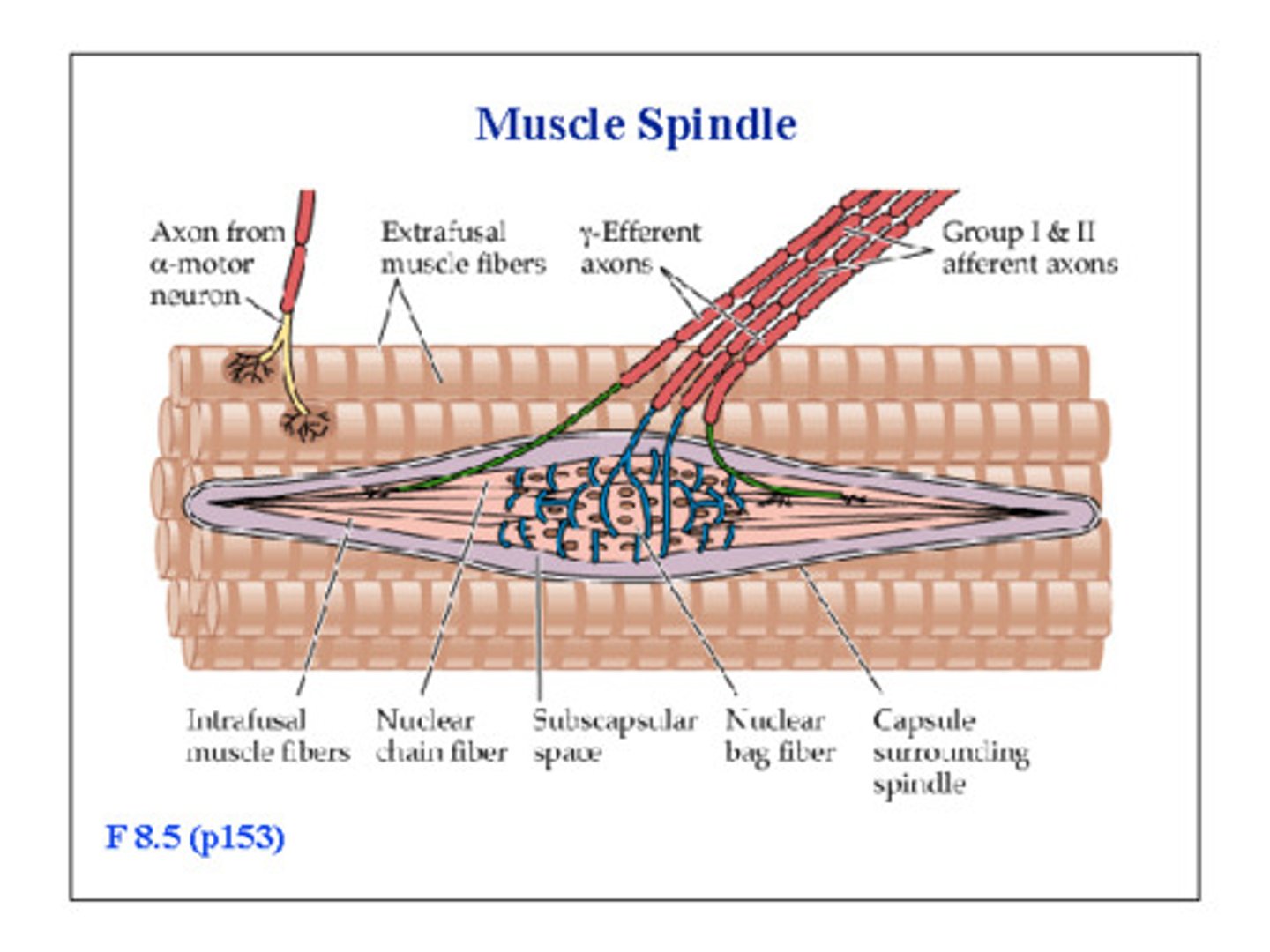 <p>Muscle fibers with sensory neuron axon terminals wrapped around them.</p>