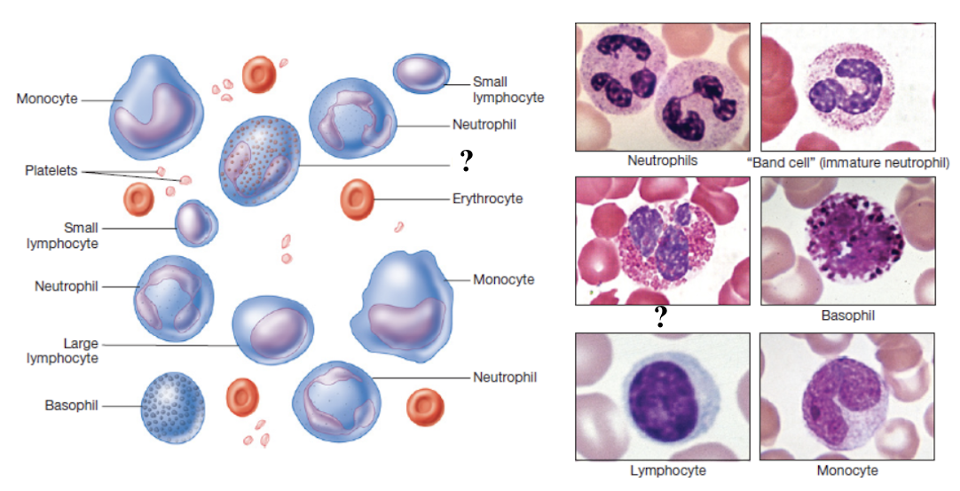 <p>function to attack parasitic worms, participate in allergic reactions, and help regulate inflammation by phagocytizing antigen-antibody complexes</p><ul><li><p>make up about 2 to 4% of total white blood cells </p></li><li><p>elevated in parasitic infections, allergies, autoimmune diseases, and certain skin disorders </p></li></ul><p></p>