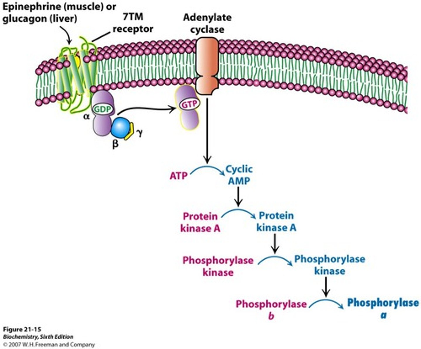 <p>yes</p><p>PKA upon cAMP mediated activation phosphorylates the alpha and beta subunit of phosphorylase kinase and activates it.</p>