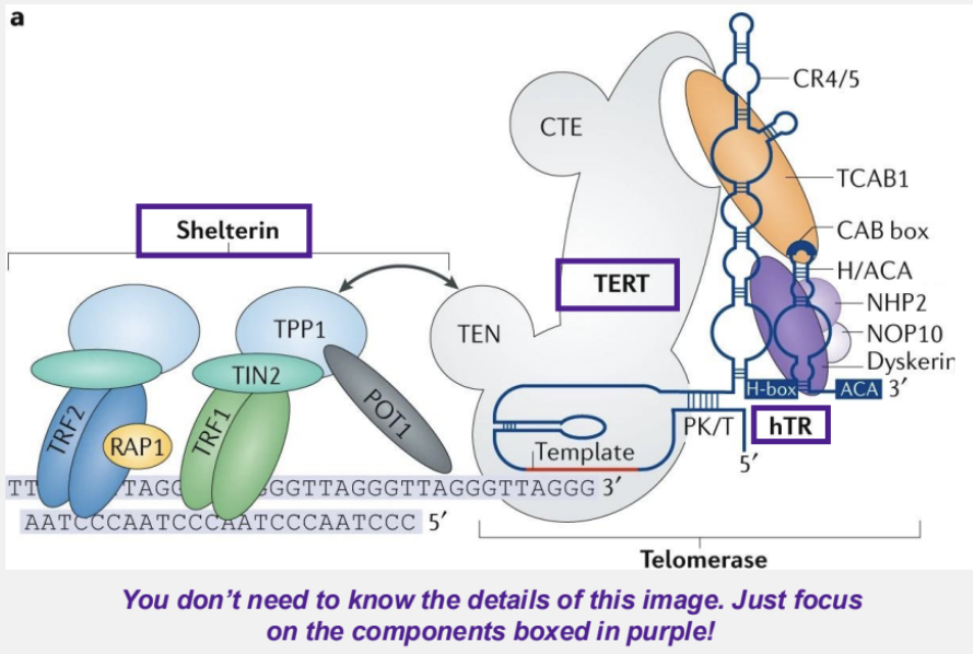 <p>in linear chromosomes, the lagging strand cannot fully replicate its 5’ end after primer removal, causing gradual shortening of chromosomes after each replication cycle</p><p>alleviated by telomeres and telomerases</p><ul><li><p>telomeres contain a 3’ G-rich overhang that folds over and forms a t-loop <em>(a lasso-like structure formed at the ends of chromosomes)</em> by H-bonding with the complementary strand</p></li><li><p>a reverse transcriptase of telomerase (TERT) copies the DNA template on htR to add DNA repeats onto the telomere end</p><ul><li><p>hTR is the RNA component of telomerase that contains the sequence that is complementary to the tandem repeat on the telomere end</p></li></ul></li></ul><p></p>