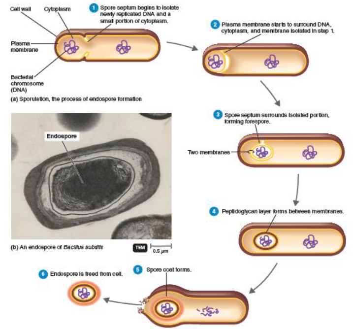 <p>initiated by clear portion of cytoplasm at one end of cell</p><p>membrane grows inward forming double layer (forespore)</p><p>spore wall forms thick covering layer</p>