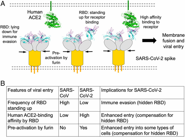 CoV-2’s RBD hides more frequently instead of remaining standing up most of the time as CoV’s does. This allows for less immunological evasion and CoV-2 has an enhanced entry mechanism as well as being pre-activated by furin given more enhanced entry.