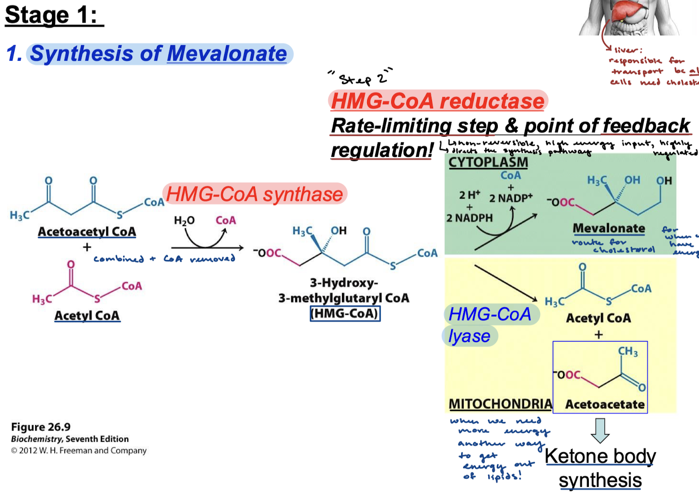 <p>Synthesis of mevalonate requires two reactions.</p>