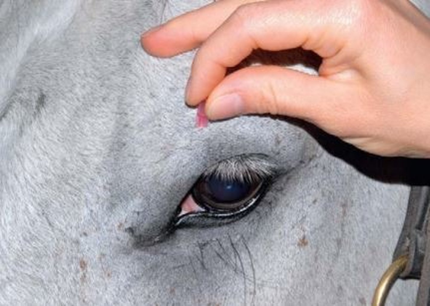 <p>medial canthus</p><p><span><span>Theres a small palpable notch on the inside of a horses orbit&nbsp; where you can feel it</span></span></p>