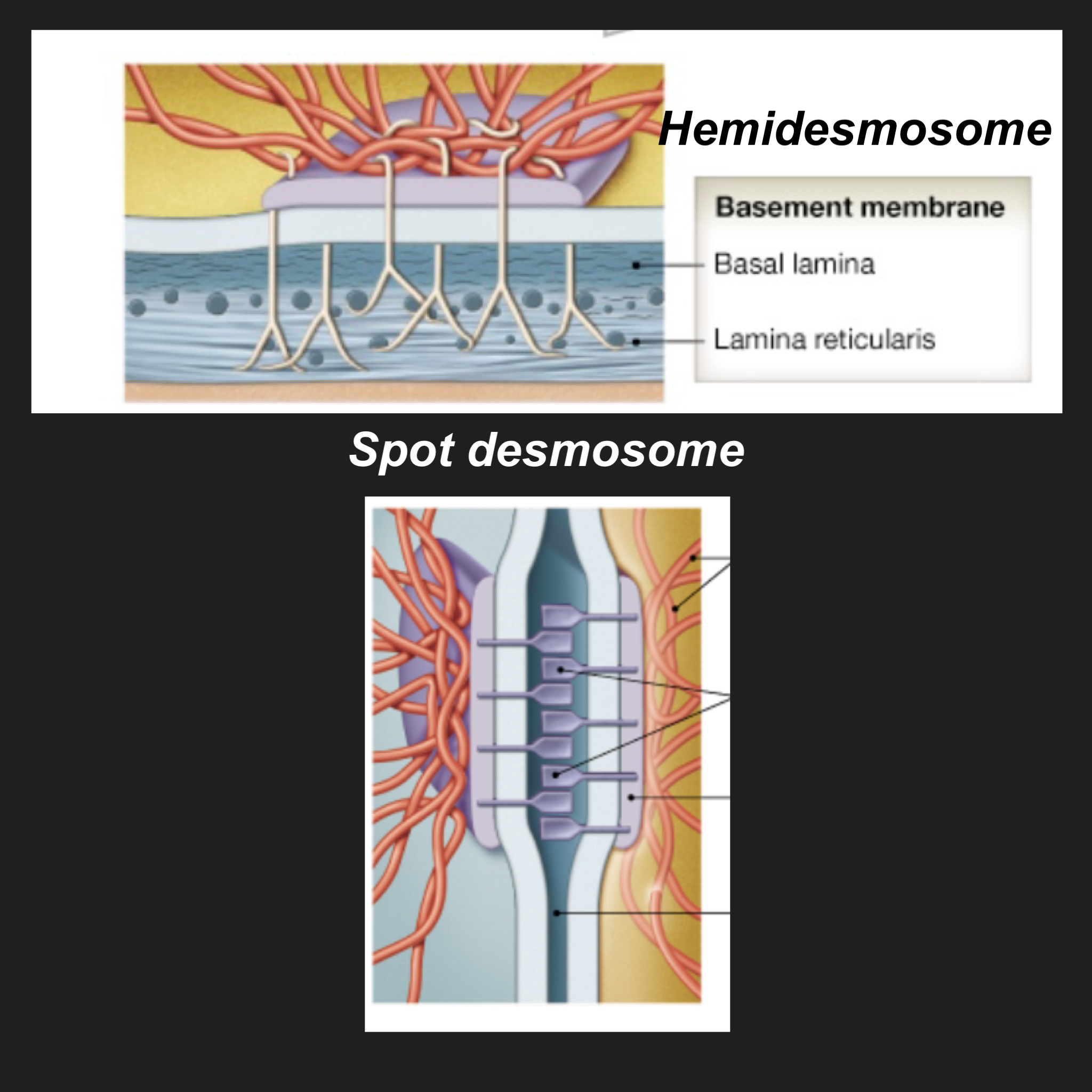 What are the two kinds of desmosomes and what do they do