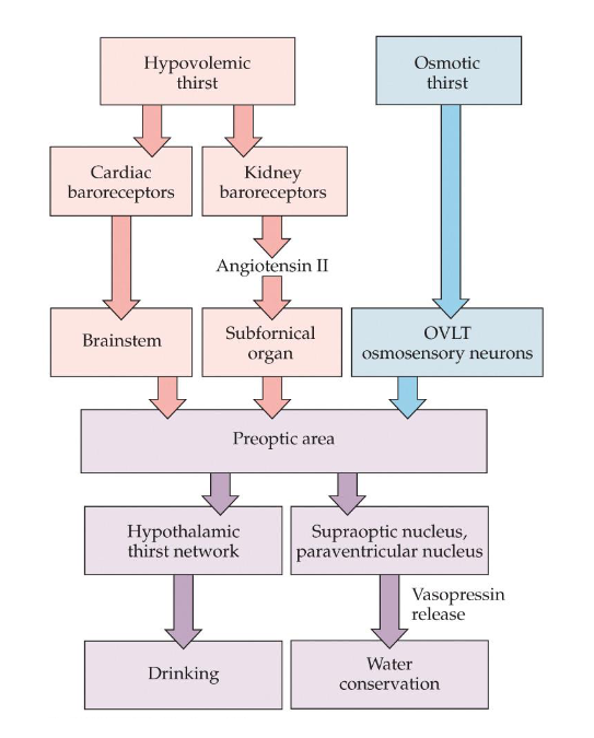 <p>Osmotic thirst and Hypovolemic thirst</p>