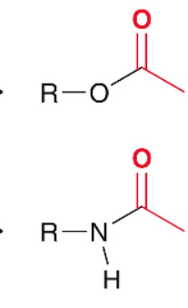 <p>esters and amides</p>