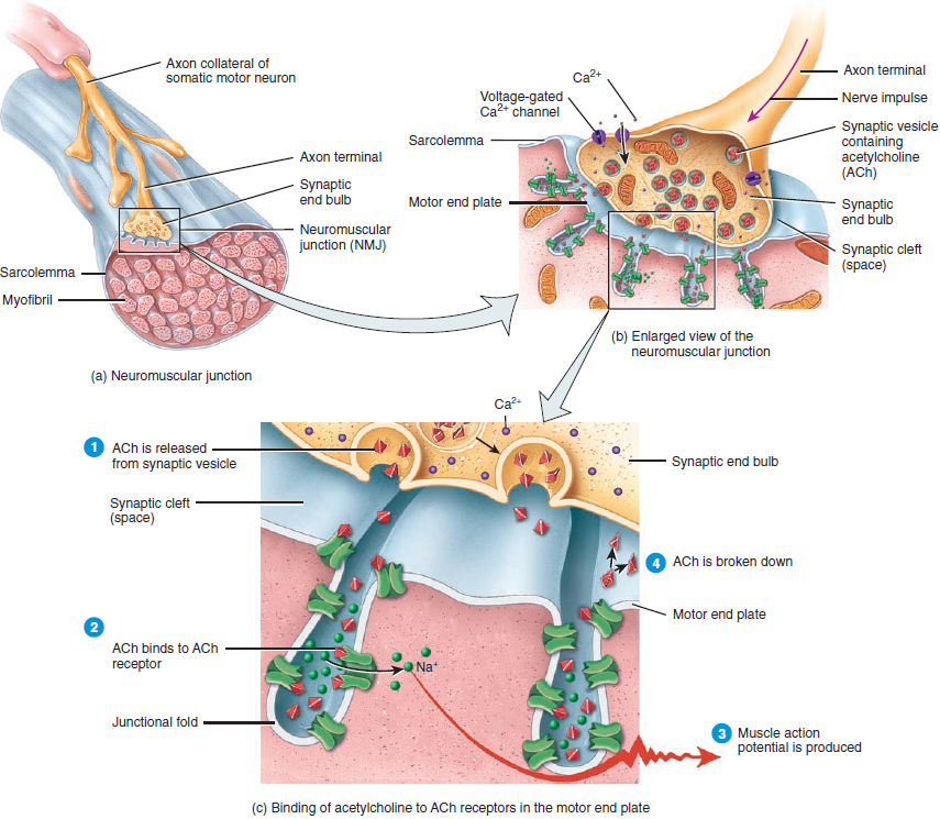 <ul><li><p>The <strong>point where a neuron meets a muscle cell</strong>. At this junction, an <strong>action potential is essentially transferred from a motor neuron to a muscle fibre</strong>, <strong>electrically exciting</strong> it</p></li><li><p>Neuromuscular junction components involved include:</p><ul><li><p><strong>Somatic motor neuron</strong></p></li><li><p><strong>Axon terminals </strong></p></li><li><p><strong>Action potential</strong></p></li><li><p><strong>Motor end plate</strong></p></li><li><p><strong>Synaptic cleft</strong></p></li><li><p><strong>Voltage-gated calcium channels</strong></p></li><li><p><strong>Acetylcholine vesicles</strong></p></li><li><p><strong>Ligand-gated cation channels</strong></p></li></ul></li></ul><p></p>