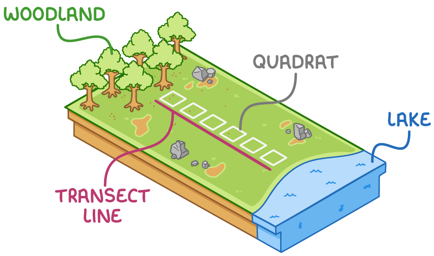 <ul><li><p>systematic (non-random) sampling technique - different areas in a habitat are sampled at regular intervals (e.g. every n<sup>th</sup> interval </p></li><li><p>allows you to determine how the distribution of a species changes across different areas w/in a habitat e.g. from a woodland to a lake</p></li></ul><p></p>