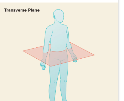 <p>Parallel to the ground, creates upper and lower sections of the body.</p>