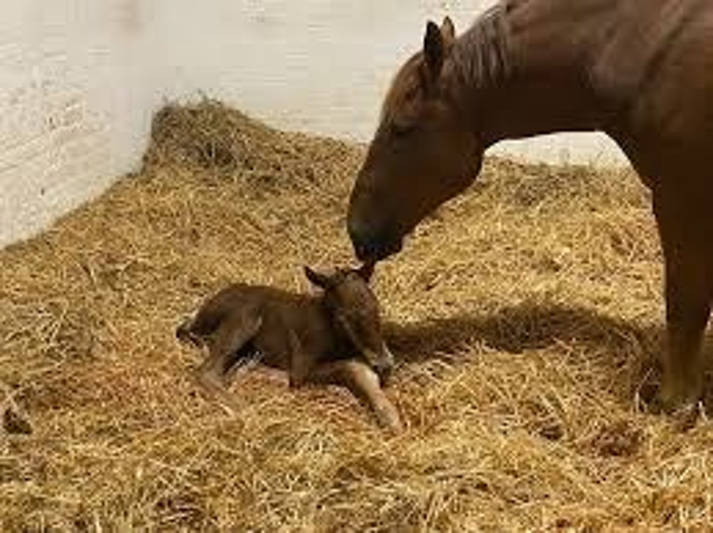 <p>Minimum size of 4.25m for birthing.</p>