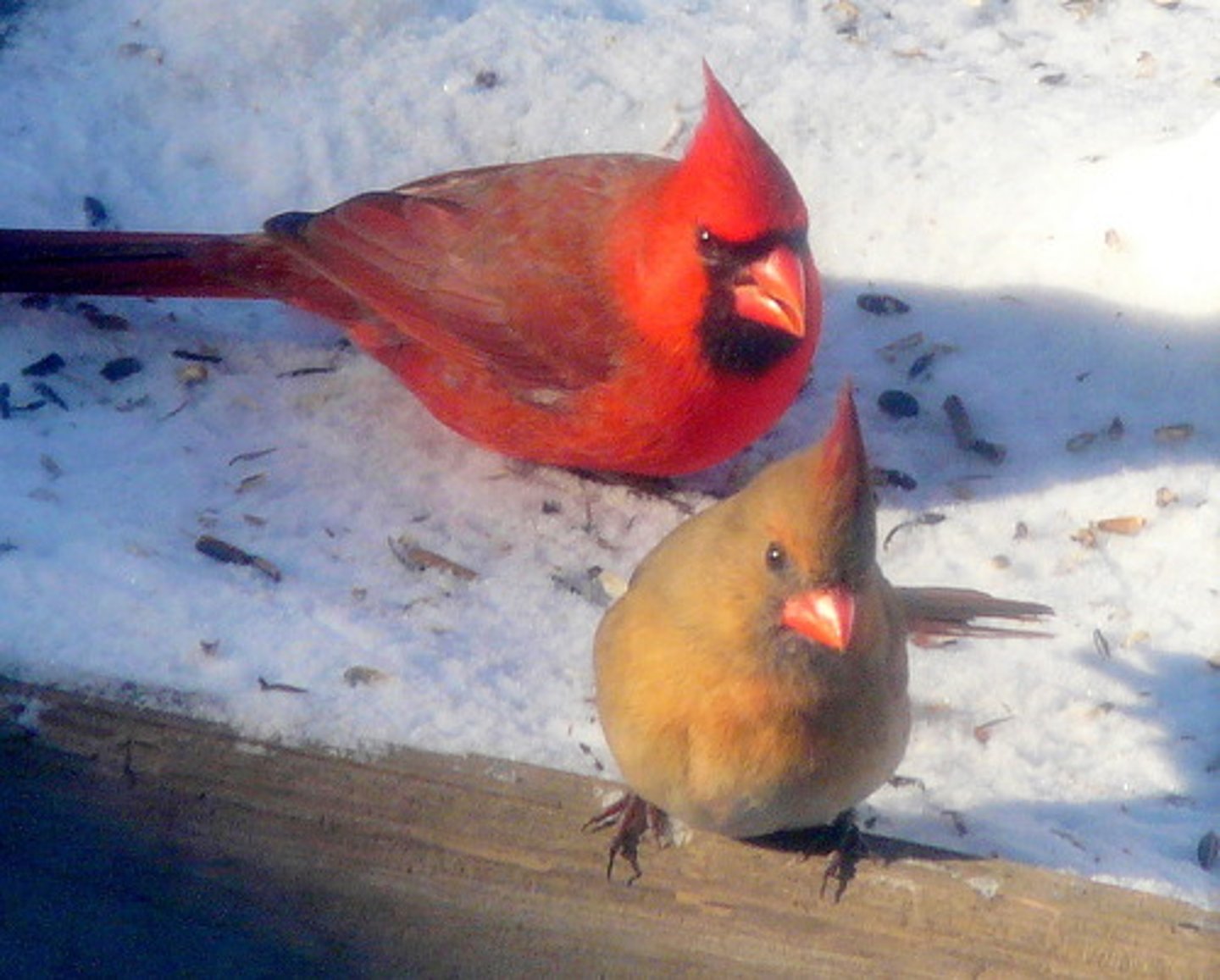 <p>Northern Cardinal</p>