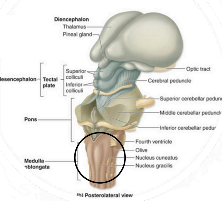 <p>Myelencephalon –<strong>Medulla Oblongata</strong></p>