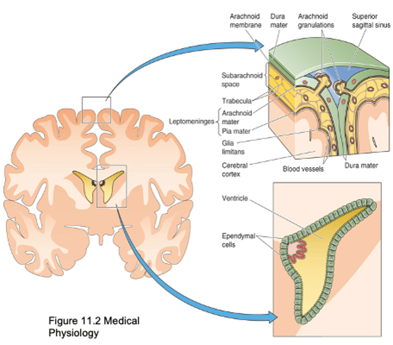 <p>What is exchanged from CSF to BECF?</p>