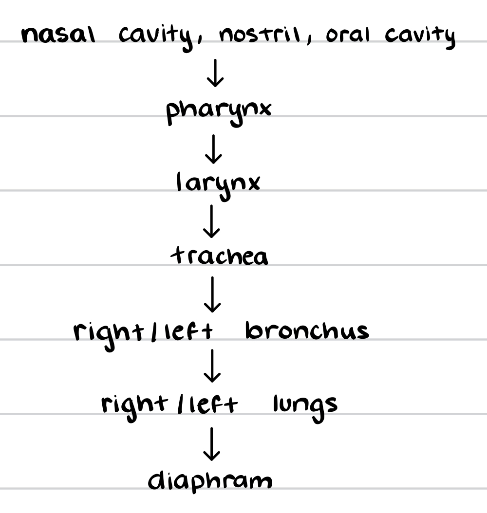 knowt flashcard image