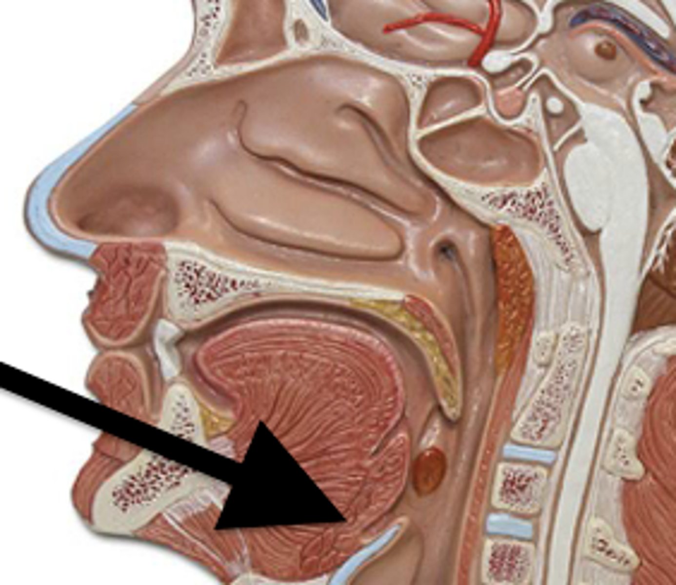 <p>located at the base of the tongue</p>