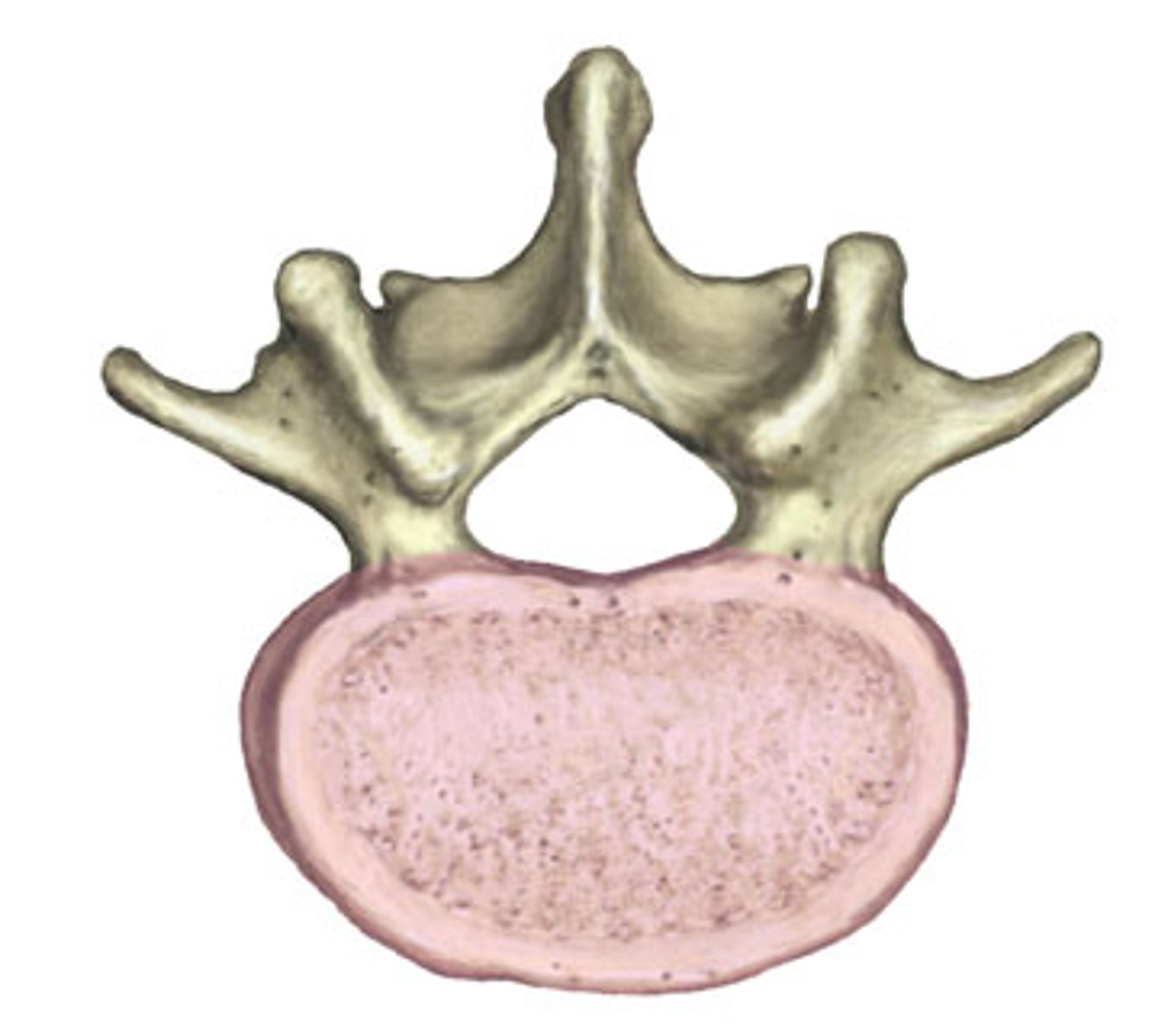 <p>Transfers weight along the spine</p>