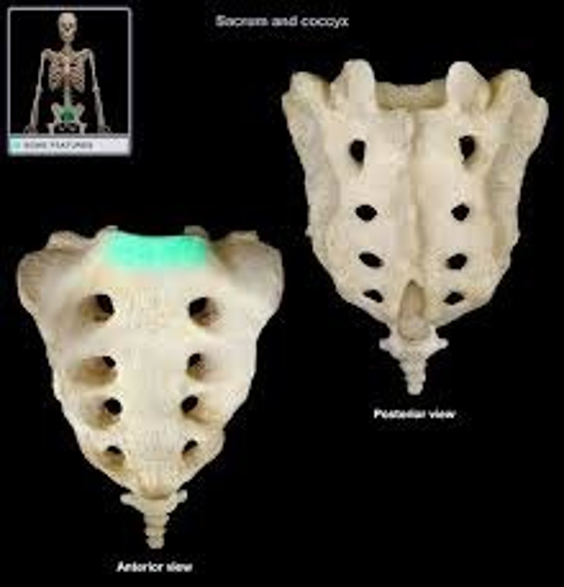 <p>at anterior border of S1</p>