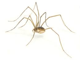 <p>harvestmen (hooiwagens)</p>