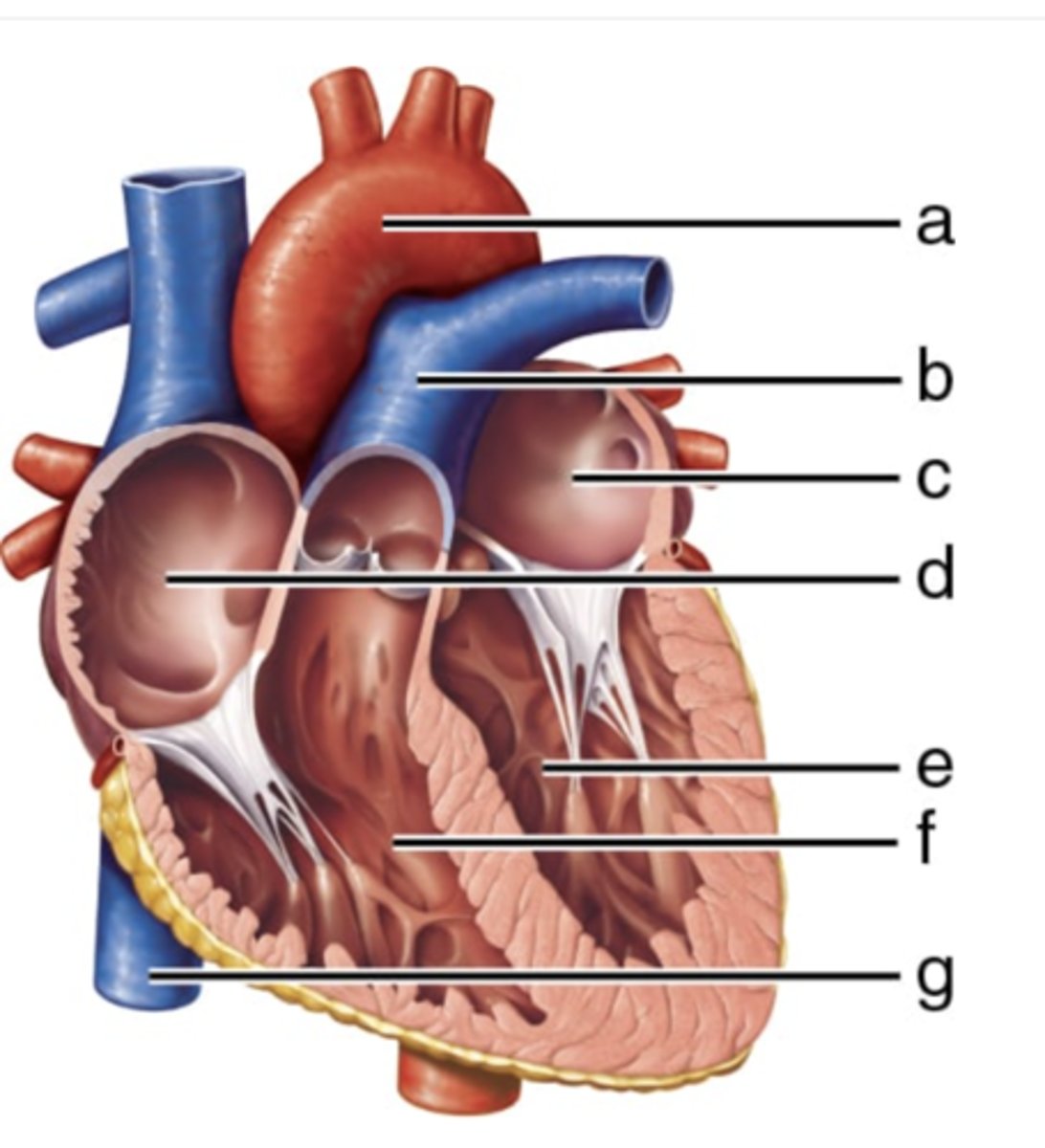 <p>Label structure A (heart)</p>