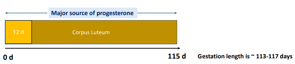<p>&gt; 12 days of gestation. (Cl not responsive to PGF2alpha until then)</p><p>Dinoprost (Natural PGF2α): 10 mg IM</p><p>Cloprostenol (Synthetic PGF2α): 175 μg IM</p>
