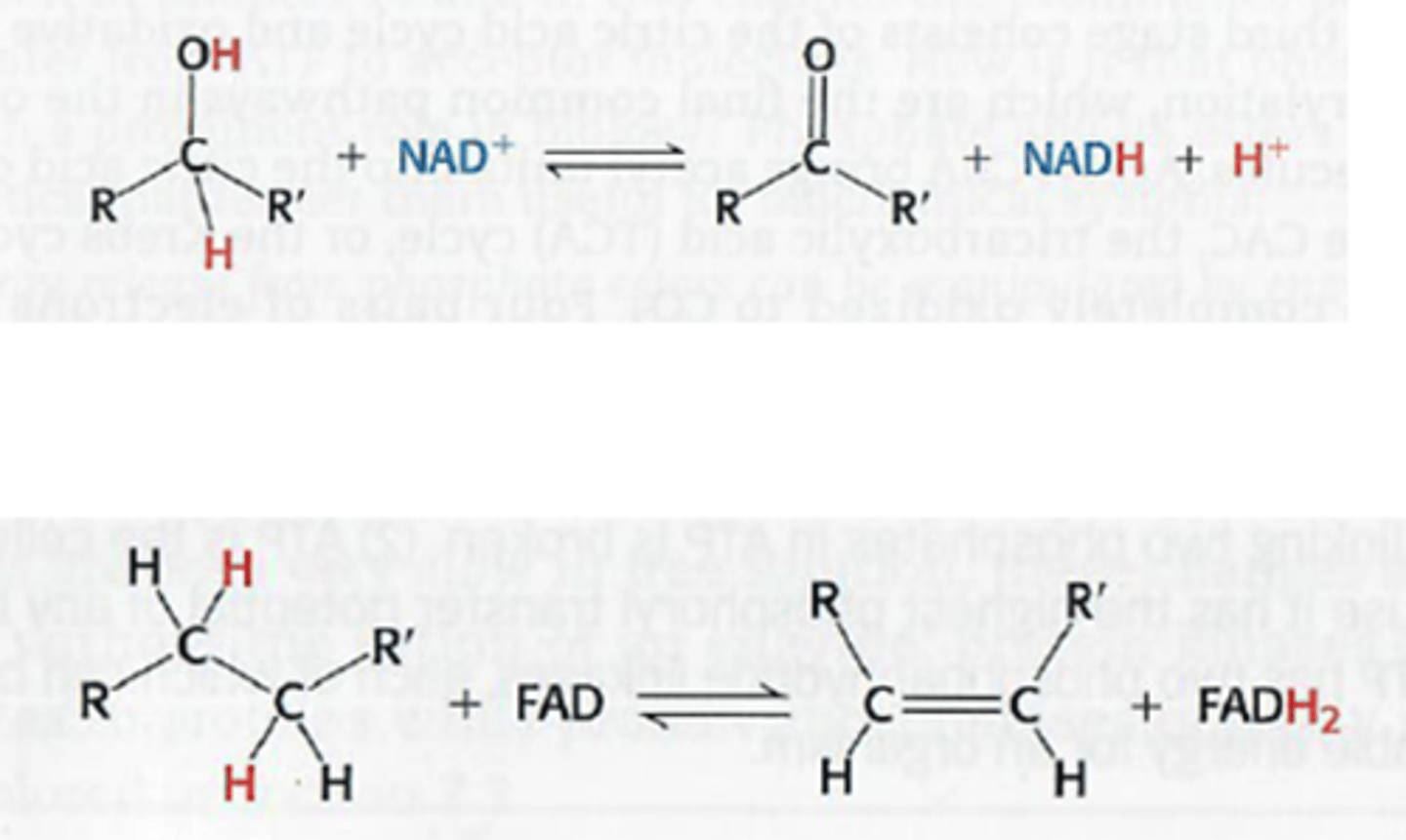 <p>NAD+ vangt 2 elektronen en 1 proton op (= hydride ion H-) in dehydrogenatie reacties van volgend type: zie bovenste foto</p><p>FAD vangt 2 elektronen en 2 protonen op in dehydrogenatie reacties van volgend type: zie onderste foto</p>