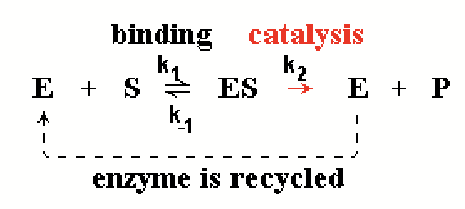 <p>Since enzyme is recycled, it is not consumed; <strong>[E]<sub>total</sub></strong> <strong>is constant.</strong></p><p>Work at <strong>time = 0</strong> so <strong>[P] = 0</strong>, <strong>reverse reaction at step 2 can be ignored</strong>.</p><p>Individual steps have <strong>rate constant k<sub>1</sub>, k<sub>-1</sub>, k<sub>2</sub>.</strong></p>