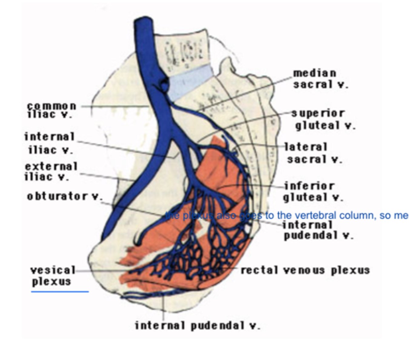 <p>What are the veins of the plevis? what do they drain into? What does it form Superior to? what is it posteroinferior to? </p>