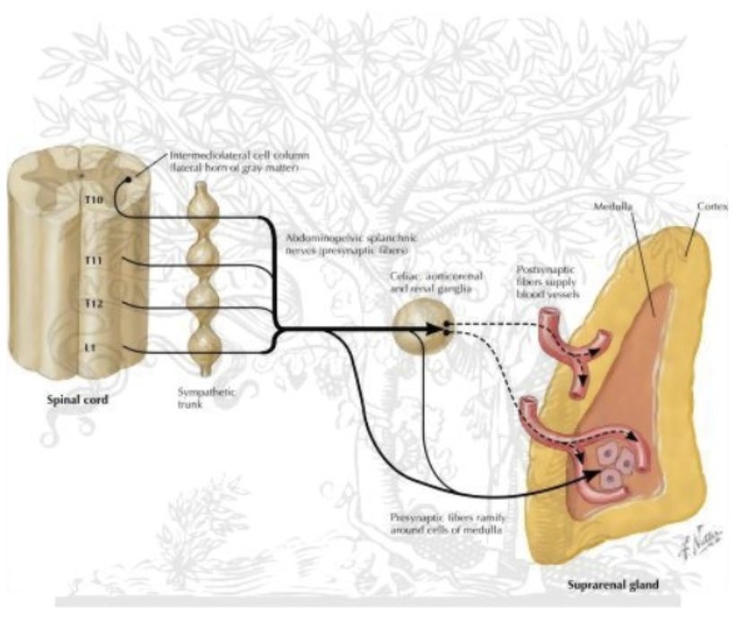 <p>Preganglionic cell body originates in lateral horn</p><p class="p2">↓</p><p class="p1">Exits via ventral root of spinal cord</p><p class="p1">↓</p><p class="p2">Goes through white ramus communicans</p><p class="p2">↓</p><p class="p1">Enters the sympathetic chain ganglia</p><p class="p1">↓</p><p class="p1">Exits into splanchnic nerve</p><p class="p1">↓</p><p class="p1">Splanchnic nerve goes directly into adrenal medulla</p><p class="p2">↓</p><p class="p1">No synapse because there is no postganglionic neuron; preganglionic releases</p><p class="p1">achetylcholine which result in immediate release of norepinephrine and epinephrine from adrenal medulla (adrenal medulla releases directly into blood stream) </p><p class="p1">(*uses blood instead of fibers to get to its destination)</p>