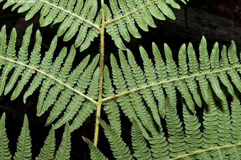 <p>Pteridium aquilinum (bracken fern)</p>