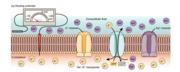 <ul><li><p>Action potential</p></li><li><p>+40mV</p></li></ul><p></p>