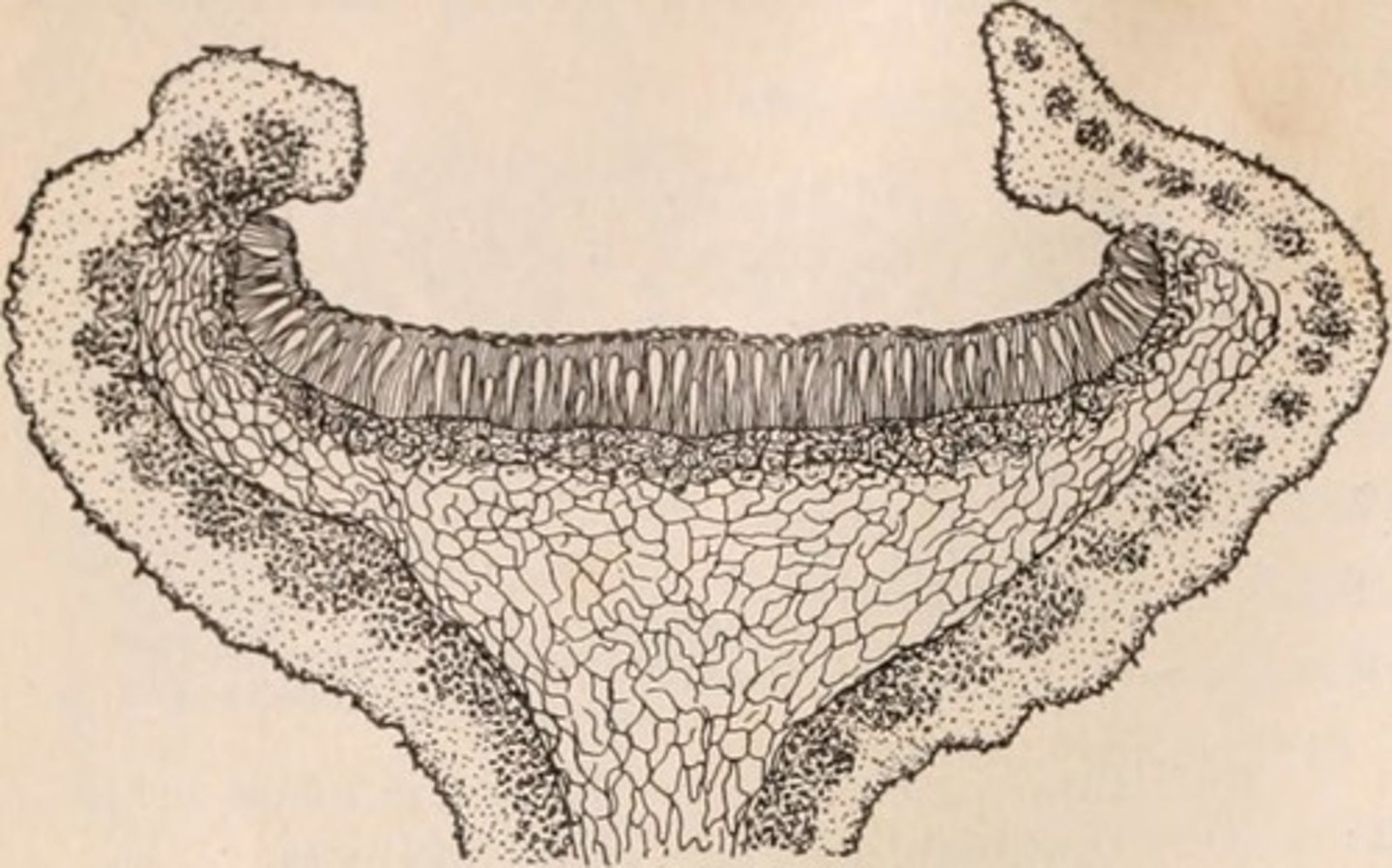 <p>cup/bowl, easy spore release but poor protection</p>