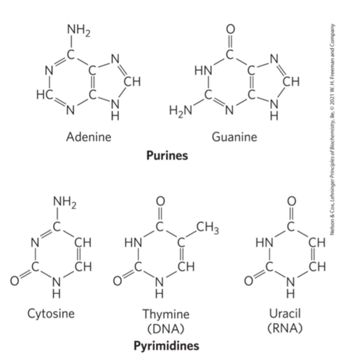 <p>Ring structure with conjugated double bonds = hydrophobic.</p>