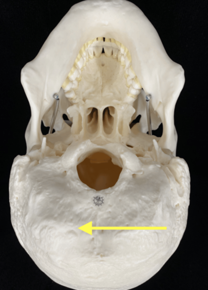 <p>name the bone</p>