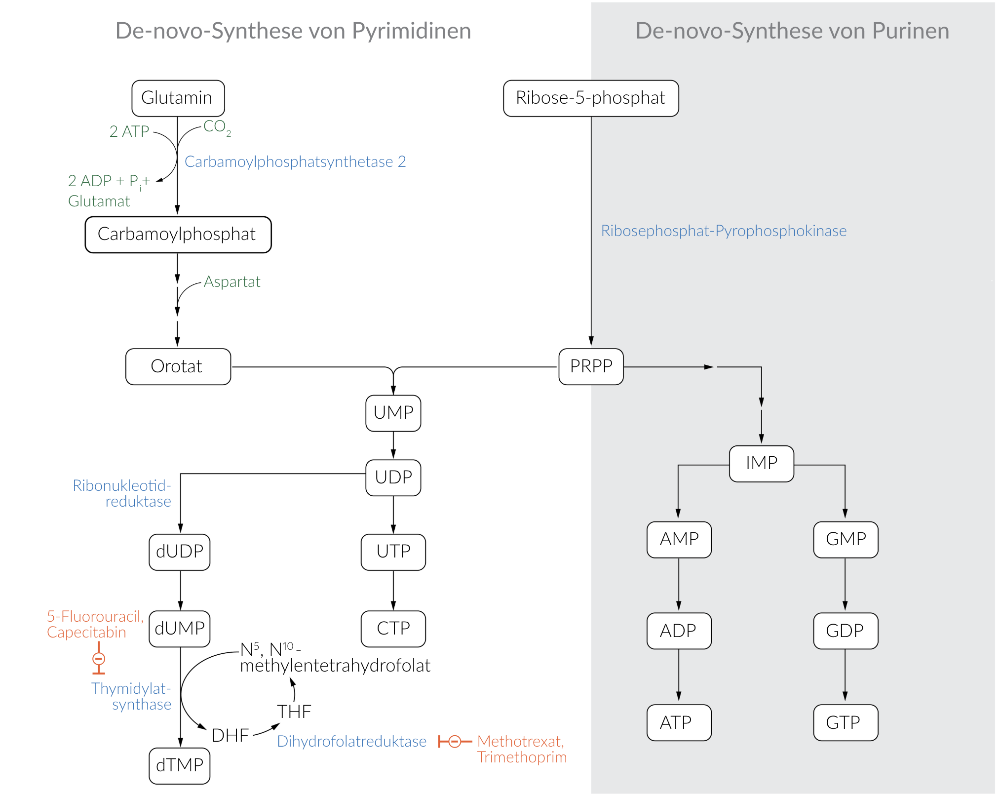 <p>E. Thymidylate synthase</p>