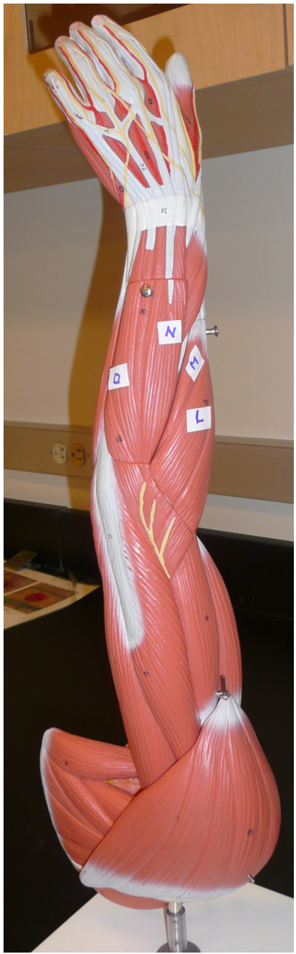 <p>The function of the muscle on label N is to </p><p></p><p>A. abduct the wrist</p><p>B. extend the fingers</p><p>C. flex the wrist</p><p>D. extend the wrist</p>