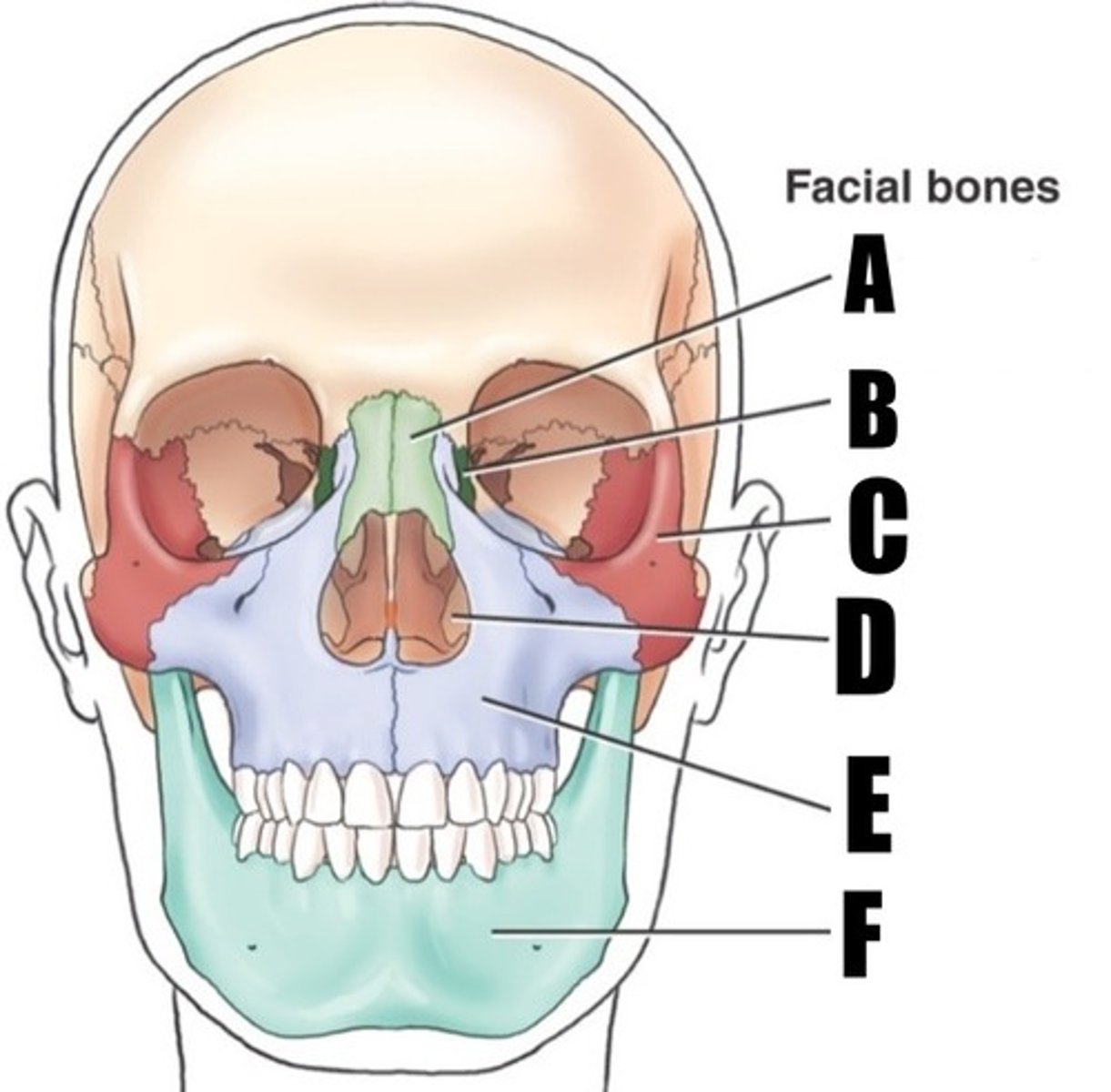 <p>what bone is D (R or L)</p>